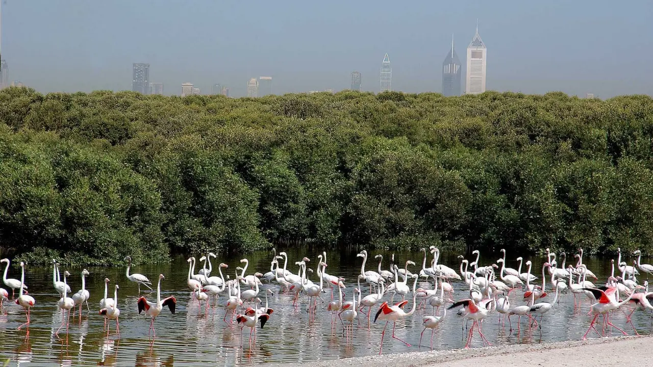 Flamingos
