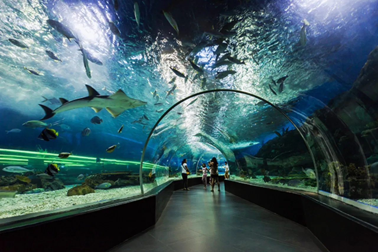 dubai aquarium & underwater zoo