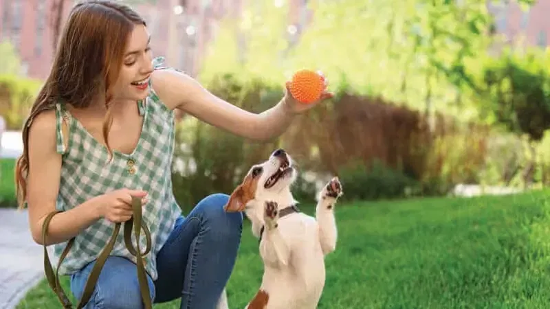 ذا هايبري من تصميم إلينجتون